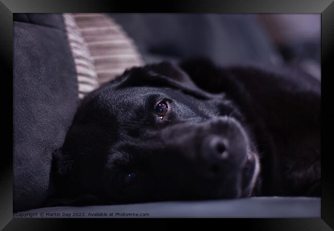 Dreamy-eyed Black Labrador Framed Print by Martin Day