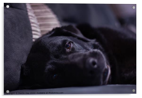 Dreamy-eyed Black Labrador Acrylic by Martin Day