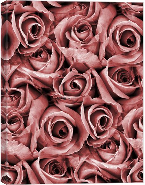 pink and pretty Canvas Print by Heather Newton