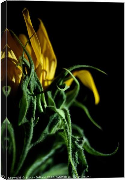 The majestic sunflower Canvas Print by Stacey Bettson