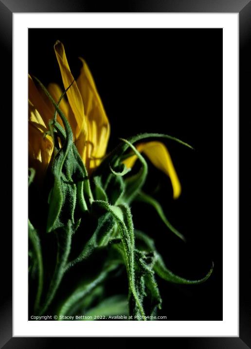 The majestic sunflower Framed Mounted Print by Stacey Bettson