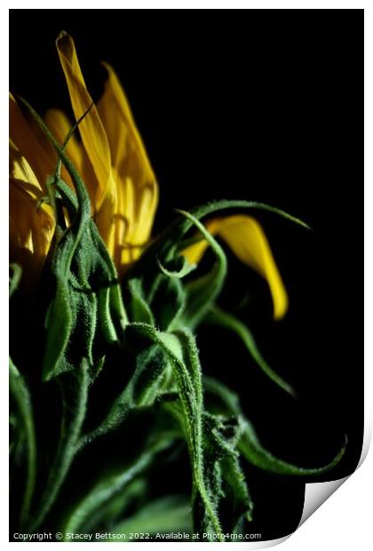 The majestic sunflower Print by Stacey Bettson