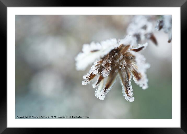 Grips of winter  Framed Mounted Print by Stacey Bettson