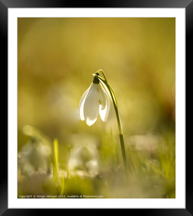 suinlit snowdrop Framed Mounted Print by Simon Johnson