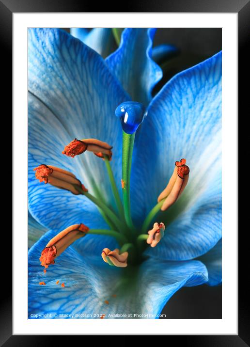 The Lily Framed Mounted Print by Stacey Bettson