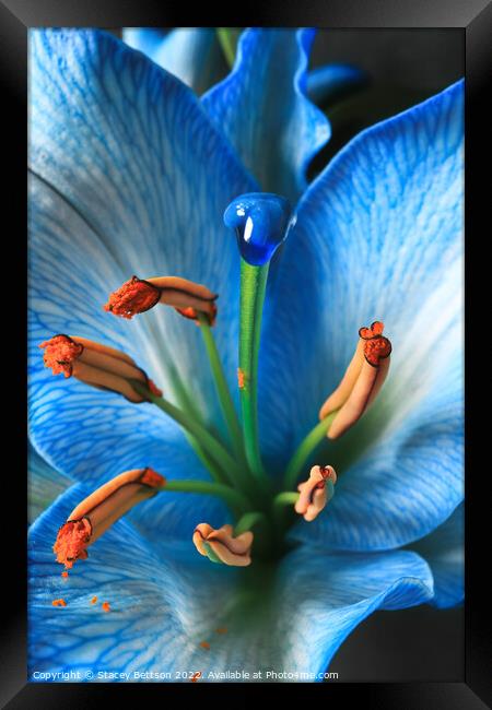 The Lily Framed Print by Stacey Bettson