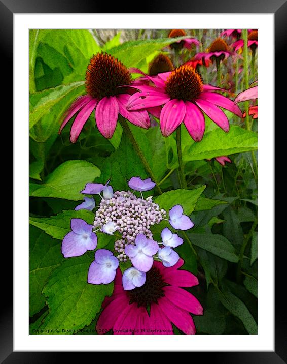 Magenta Coneflowers and Hydrangea Framed Mounted Print by Deanne Flouton