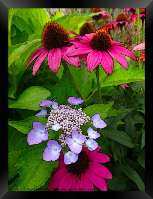 Magenta Coneflowers and Hydrangea Framed Print by Deanne Flouton