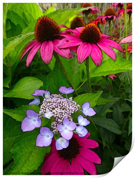 Magenta Coneflowers and Hydrangea Print by Deanne Flouton
