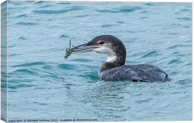 Great Northern Diver with crab Canvas Print by Richard Ashbee