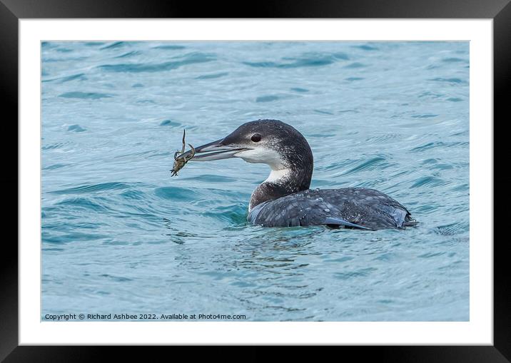Great Northern Diver with crab Framed Mounted Print by Richard Ashbee