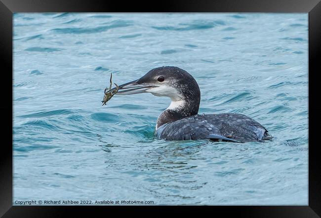 Great Northern Diver with crab Framed Print by Richard Ashbee