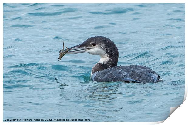 Great Northern Diver with crab Print by Richard Ashbee