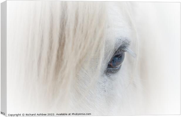 White Shetland Pony close up Canvas Print by Richard Ashbee
