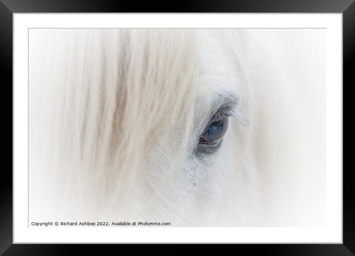 White Shetland Pony close up Framed Mounted Print by Richard Ashbee