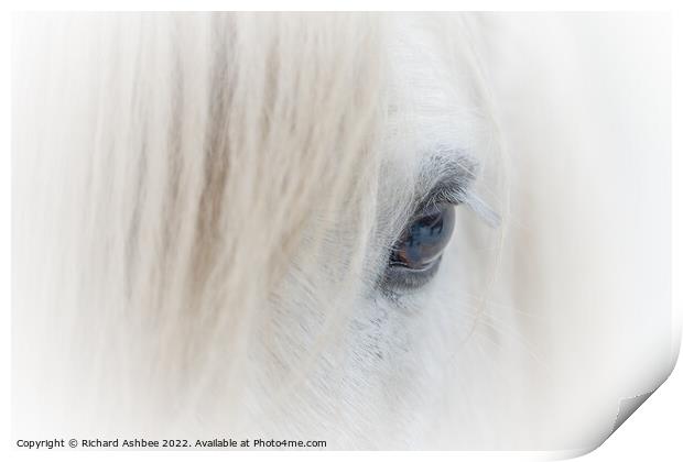 White Shetland Pony close up Print by Richard Ashbee