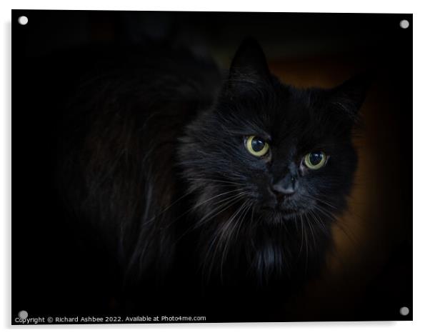 Black cat Acrylic by Richard Ashbee