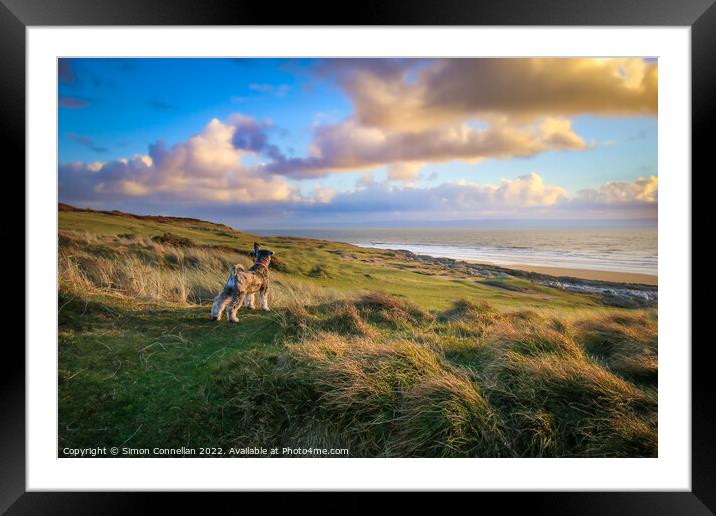 Daisy Dog at Ogmore Beach Framed Mounted Print by Simon Connellan