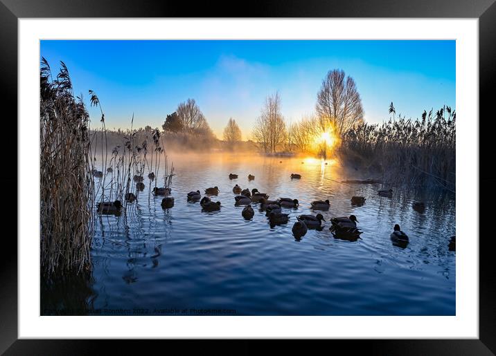sunrise and mist over mallards in a pond Framed Mounted Print by Jonas Rönnbro
