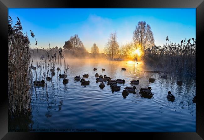 sunrise and mist over mallards in a pond Framed Print by Jonas Rönnbro