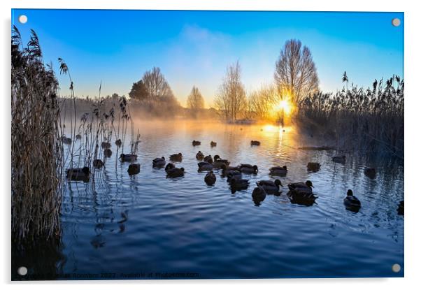 sunrise and mist over mallards in a pond Acrylic by Jonas Rönnbro