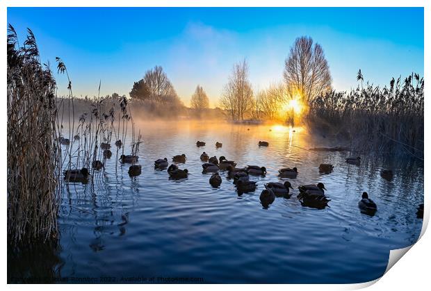 sunrise and mist over mallards in a pond Print by Jonas Rönnbro