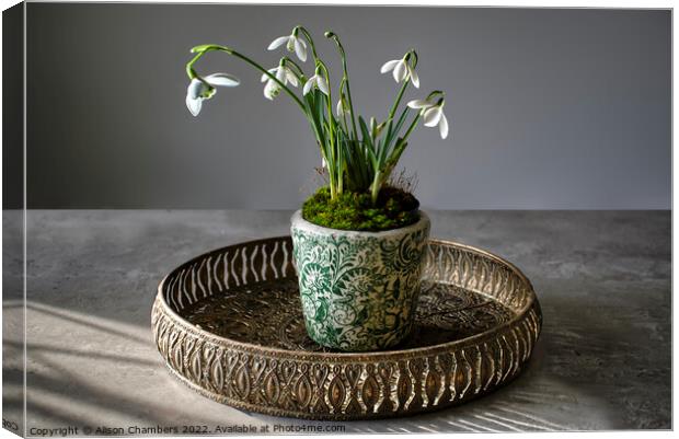 Served On A Tray Snowdrops Canvas Print by Alison Chambers