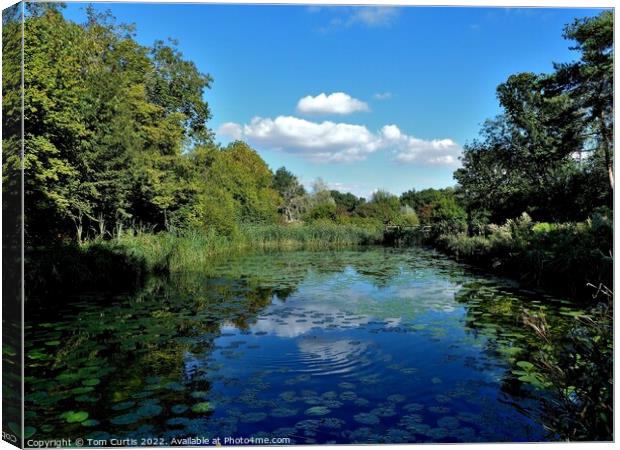 Phyllis Currie Nature Reserve Essex Canvas Print by Tom Curtis
