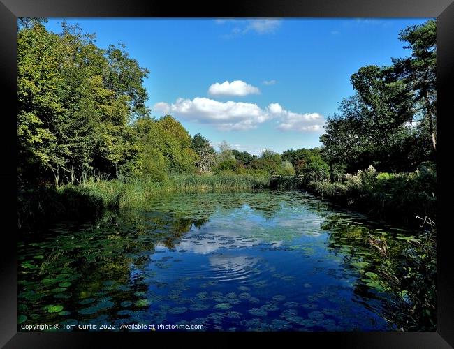 Phyllis Currie Nature Reserve Essex Framed Print by Tom Curtis