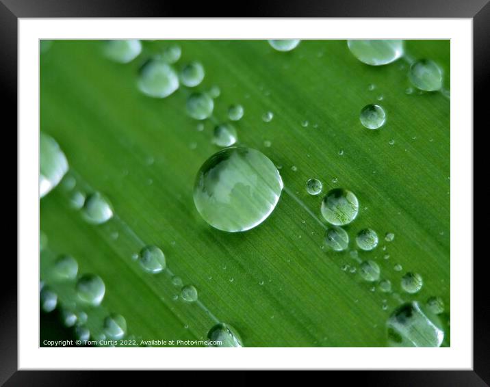 Water droplets closeup Framed Mounted Print by Tom Curtis