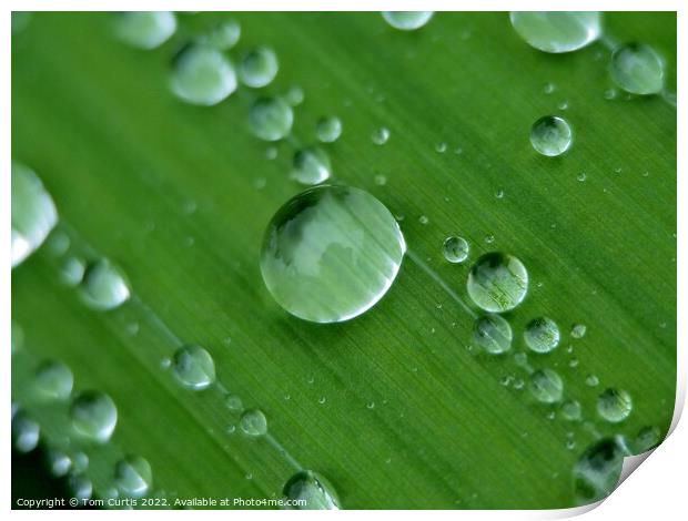 Water droplets closeup Print by Tom Curtis