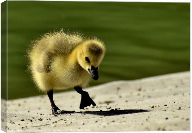 Canada Goose Chick standing Canvas Print by Tom Curtis