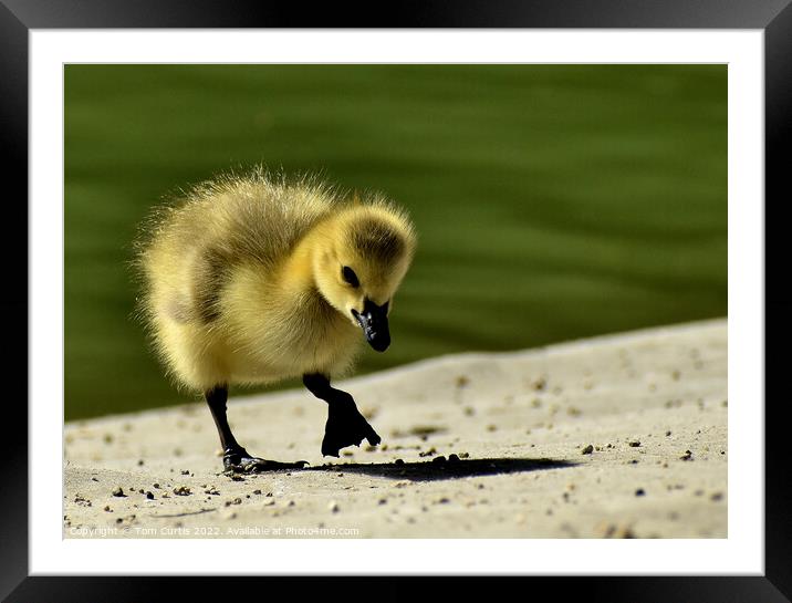 Canada Goose Chick standing Framed Mounted Print by Tom Curtis