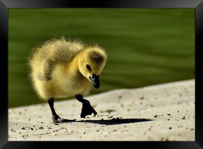 Canada Goose Chick standing Framed Print by Tom Curtis