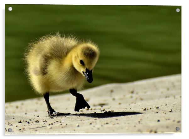 Canada Goose Chick standing Acrylic by Tom Curtis