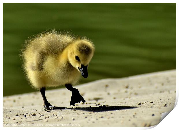 Canada Goose Chick standing Print by Tom Curtis