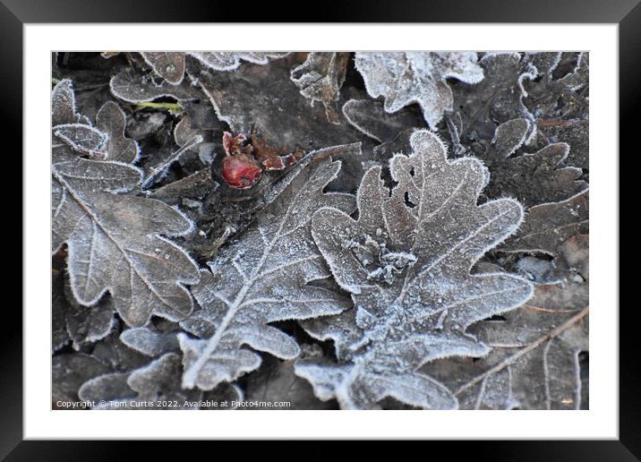 Frost covered Oak Leaves Framed Mounted Print by Tom Curtis