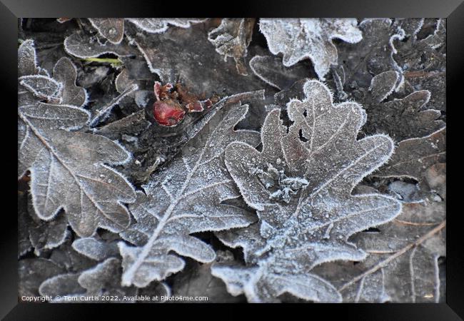 Frost covered Oak Leaves Framed Print by Tom Curtis