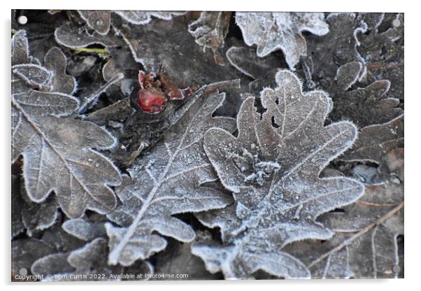 Frost covered Oak Leaves Acrylic by Tom Curtis