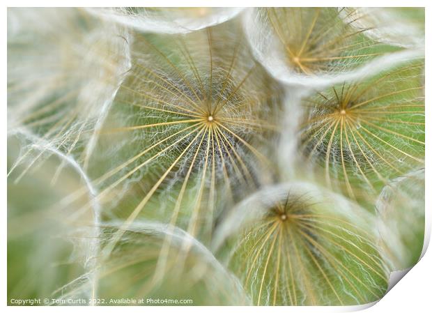 Salsify seed head closeup Print by Tom Curtis