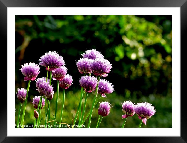 Chives growing in a country garden Framed Mounted Print by Tom Curtis
