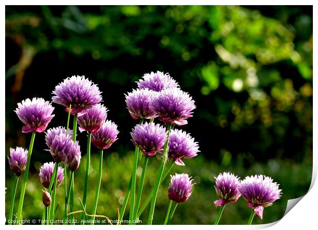Chives growing in a country garden Print by Tom Curtis