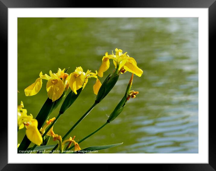  Wild Yellow Iris Framed Mounted Print by Tom Curtis