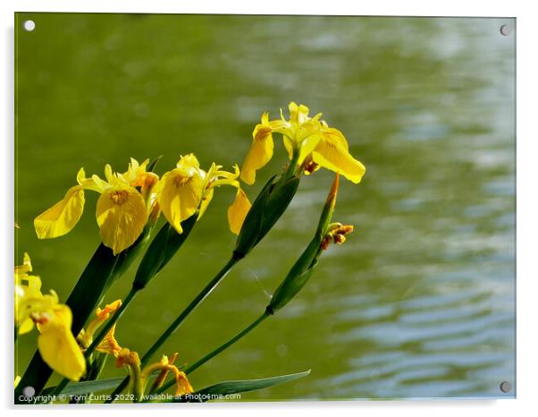  Wild Yellow Iris Acrylic by Tom Curtis