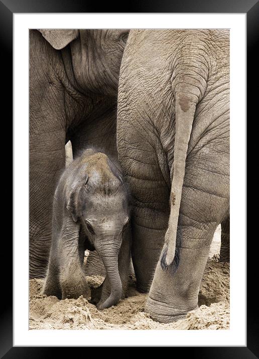 Asian Elephant - Staying with Mum Framed Mounted Print by Celtic Origins