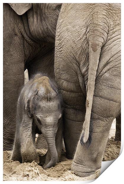 Asian Elephant - Staying with Mum Print by Celtic Origins