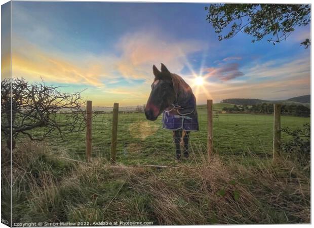 Horse at sunrise Canvas Print by Simon Marlow