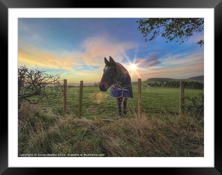 Horse at sunrise Framed Mounted Print by Simon Marlow