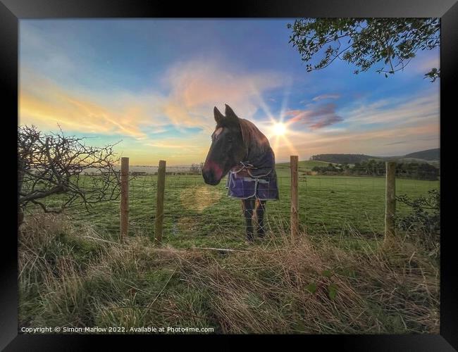Horse at sunrise Framed Print by Simon Marlow