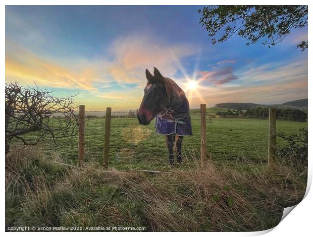Horse at sunrise Print by Simon Marlow
